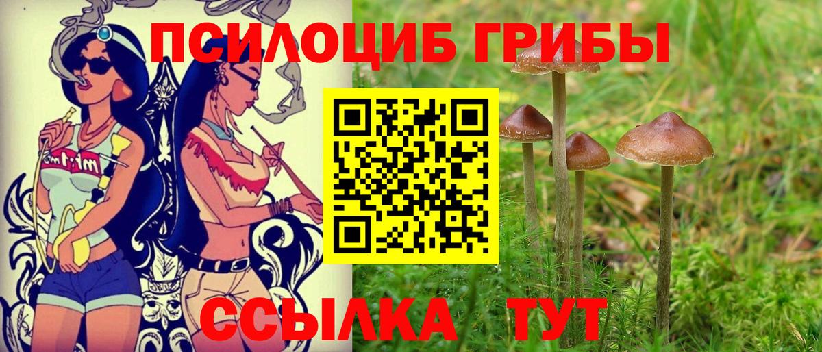 Галлюциногенные грибы мицелий  Вход с VPN  Гурьевск  Псилоцибиновые грибы Psilocybe 